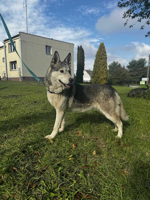 Luna w typie Husky szuka domu