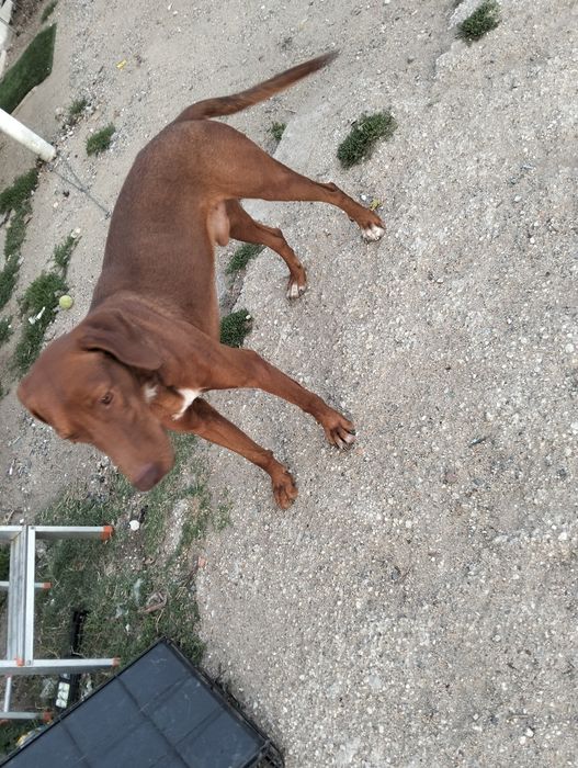 Dou cão de porte grande