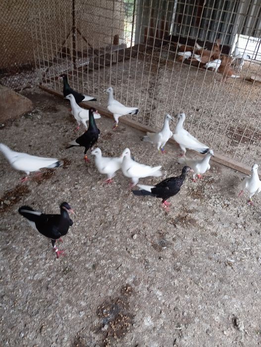 Sprzedam gołębie Srebniaki 30 sztuk