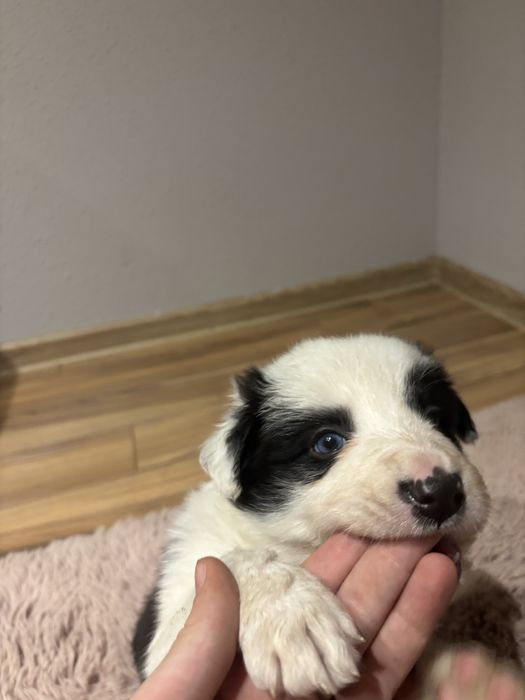 Szczeniak Border collie