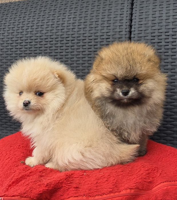 Szpic miniaturowy pomeranian