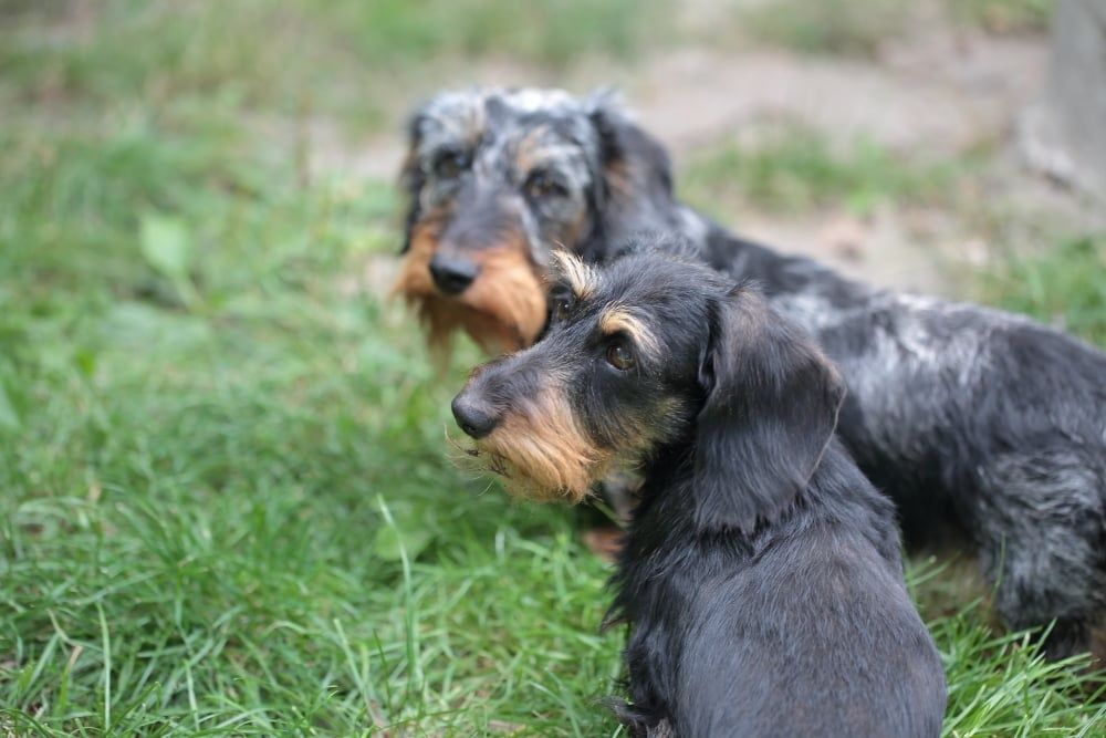 Мініатюрна жосткошерстна такса
