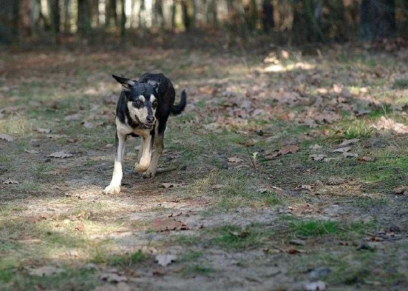 Basen, 8 miesięczny pies, średniej wielkości