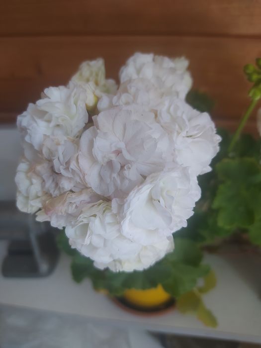 Пеларгонія зональна Уг Айгуль