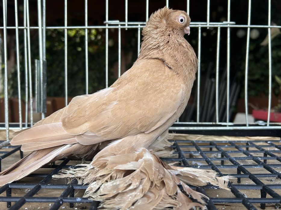 Gołębie ozdobne. Wywrotek suwalski (mazurski) samiczka 2025r