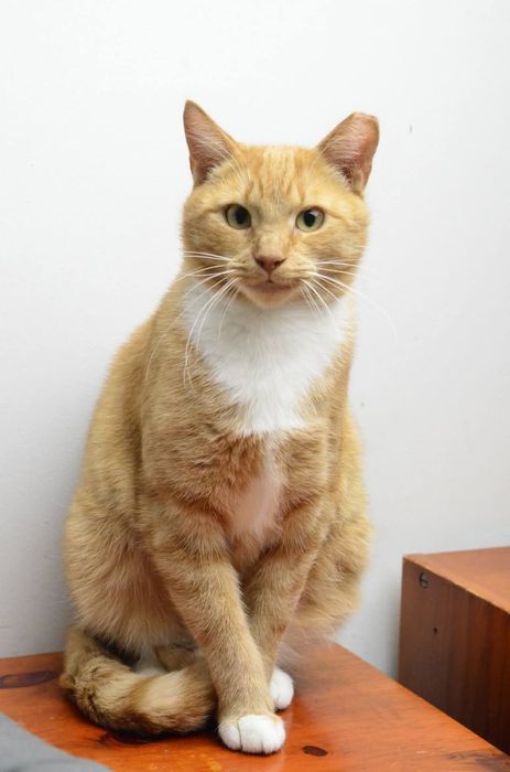 Zocha, dla przyjaciół Zosia - kotka do adopcji