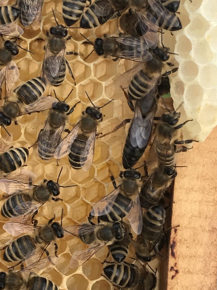 Бджоломатки Карпатка, Племінні