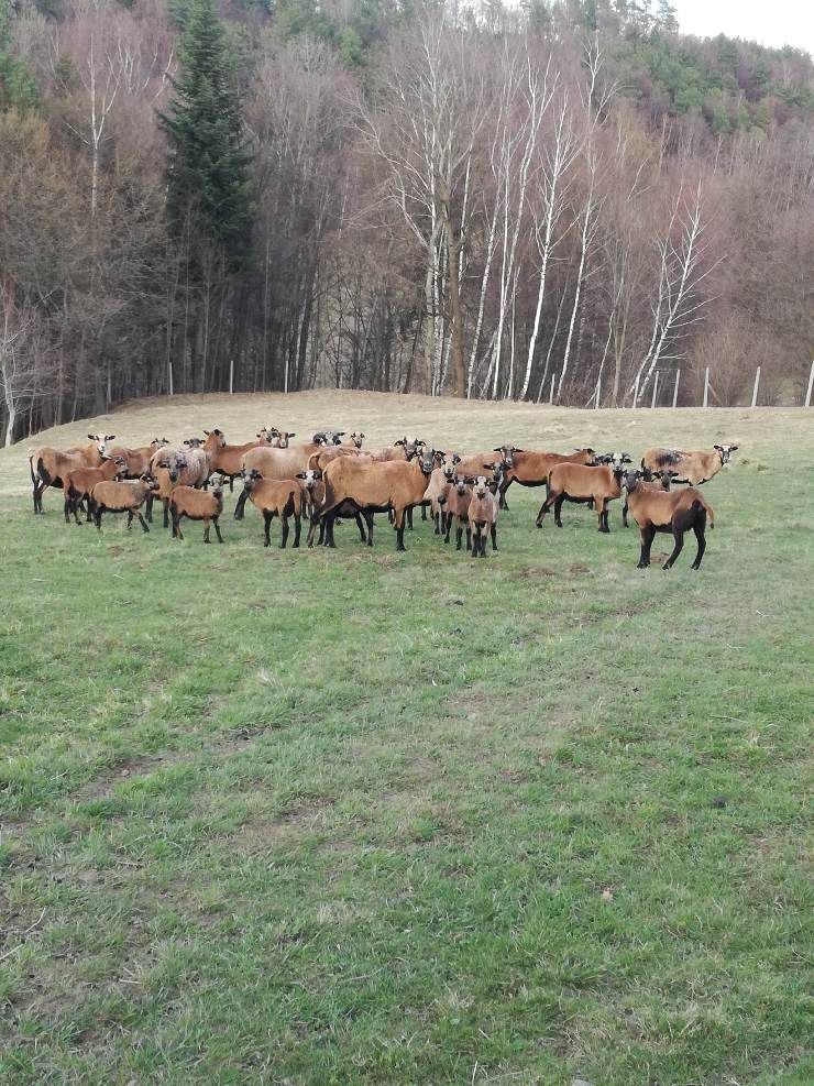 Owce tryki kameruńskie, mlode