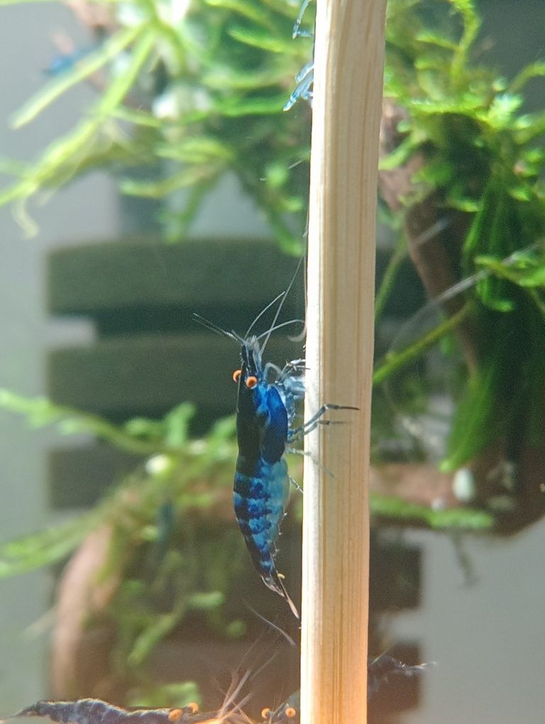 Neocaridinas blue dream OE (orange eyes)