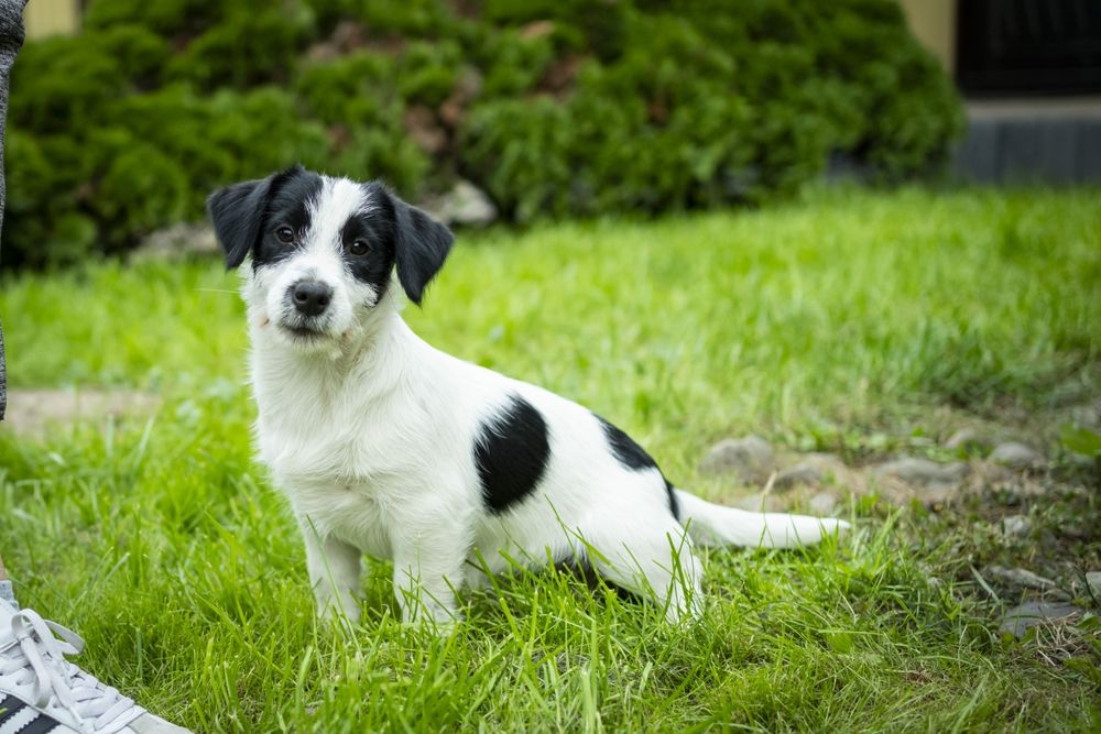 Jagodzianka, obniżona cena! Jack Russell Terrier FCI