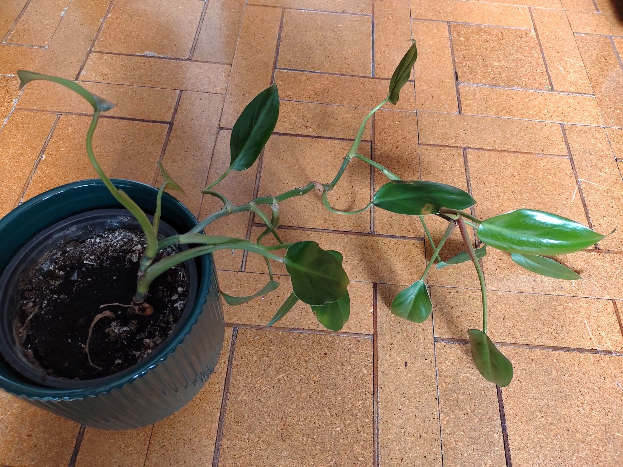 Philodendron, Filodendron roślina domowa, doniczkowa
