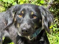 Lola piekna delikatna suczka do adopcji!