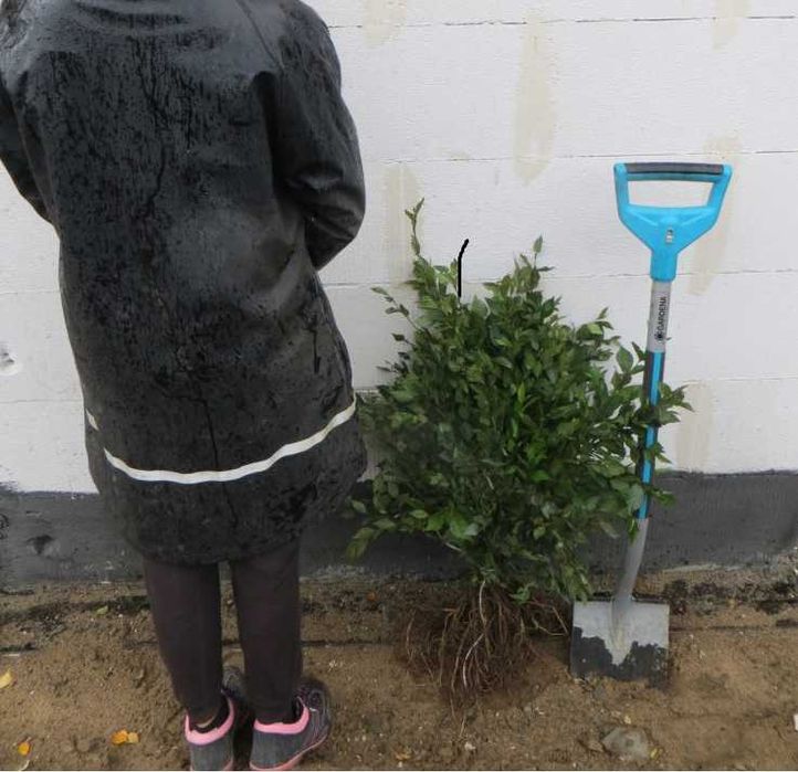 Wiąz syberyjski Turkiestanu sadzonki 30-55 cm - Wysyłamy na kraj