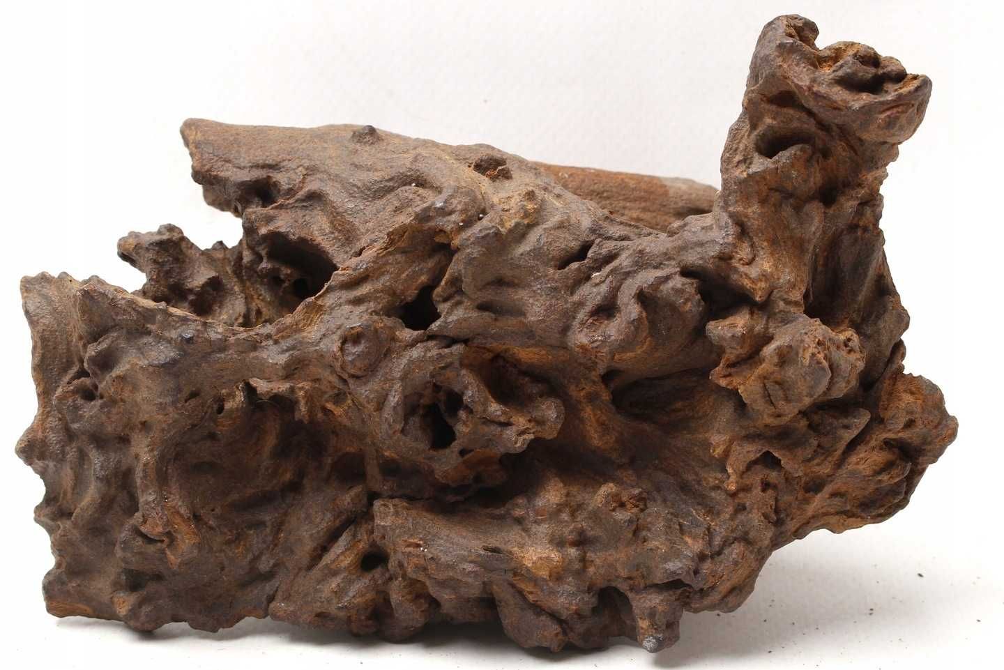 Naturalny Korzeń Iron korzeń afrykański 20-25cm do Akwarium Terrarium