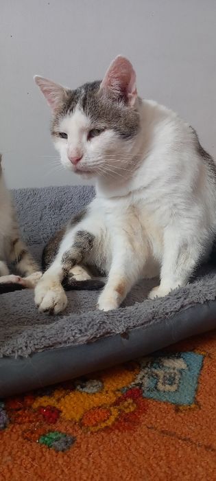 Kot Tymonek czeka na domek