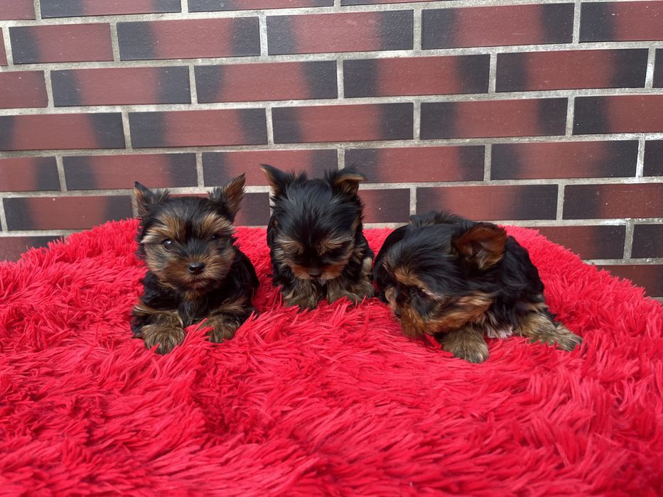 York terrier z Rodowodem