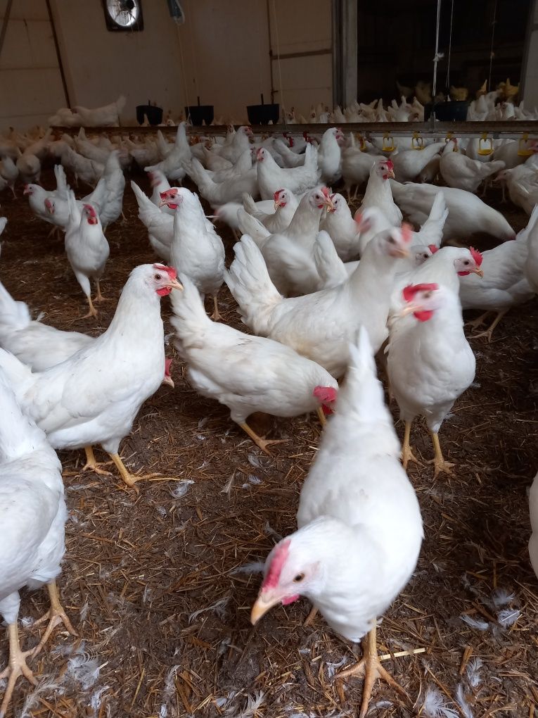 Kury Nioski Leghorn z Jajkiem! Wysyłka cały Kraj.