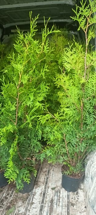 Tuja,tuje szmaragd 100 cm