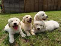 Golden retriever samiec gotowy do zmiany domu.