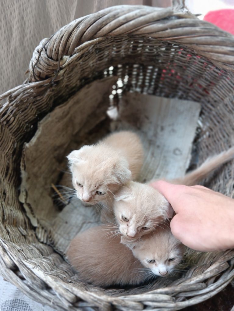 Котята в добрі руки