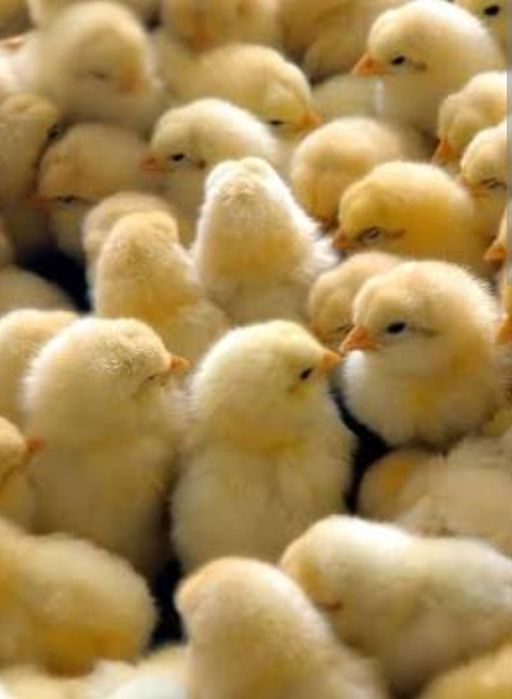 Суточные цыплята, заморозка , на корм для птиц, кошек , собак, и др.