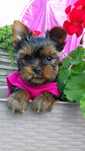 York Yorkshire terrier chłopak