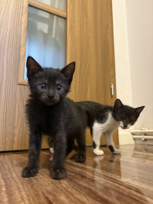 Kociątka do adopcji - siostry Burza i Zamieć