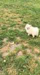Szpic miniaturowy, pomeranian - śliczna laleczkowata  suczka