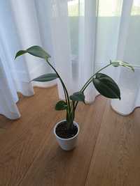 Monstera deliciosa (dziurawa) 40cm.