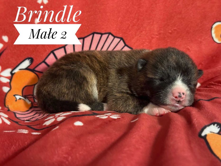 AkitaJapońska*pręgowany samiec*hodowla ZKwP