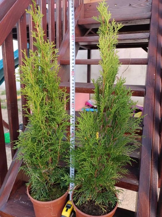 Tuja szmaragd 50 cm - 70 cm wysokości