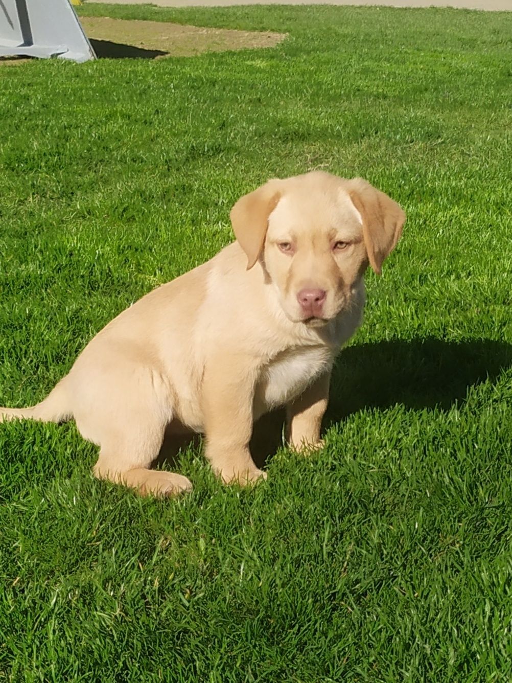 Labrador retriever
