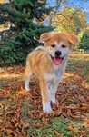 Akita Inu Czerwony piesek - gotowy do odbioru