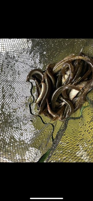 Narybek i kroczek szczupak