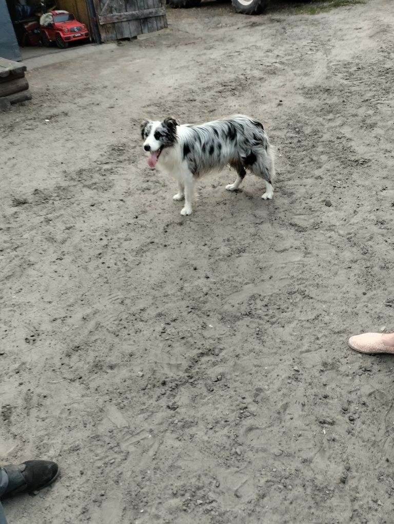 Border collie FCI Pies