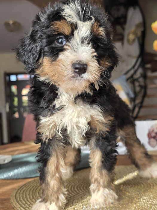 Aussiedoodle Bernedoodle sliczna dziewczynka