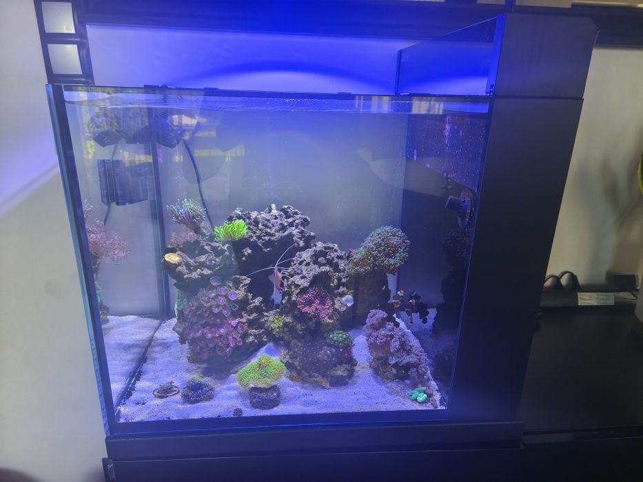 Akwarium Morskie Zestaw Red Sea Peninsula