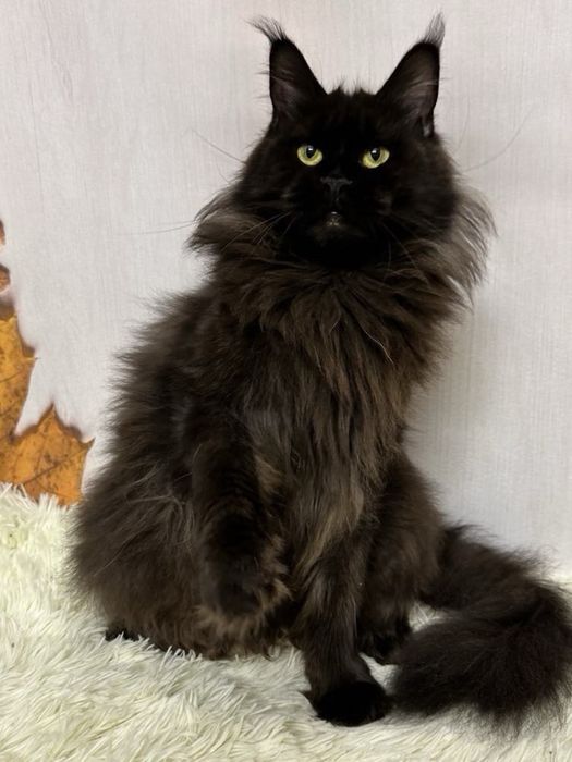 Дівчата в гарну сім»ю