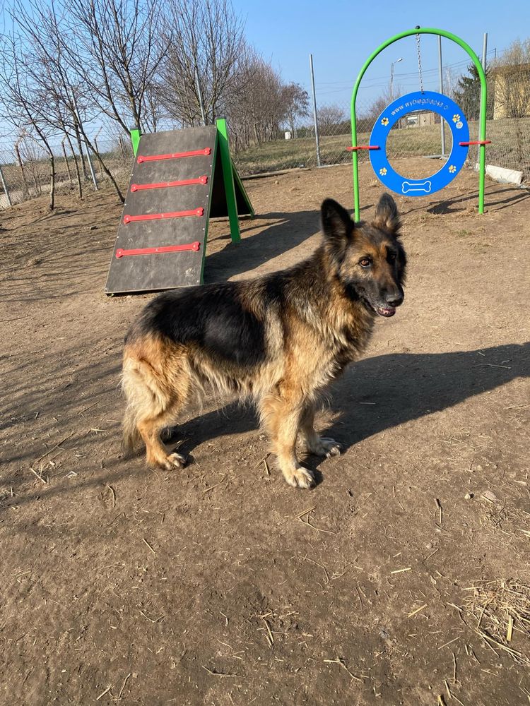 Wanda w typie owczarka długowłosego do adopcji!