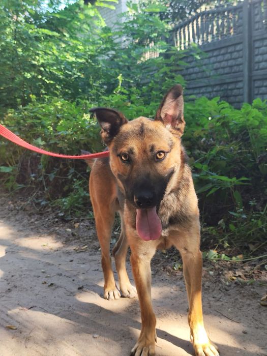 Haker – owczarkowy dżentelmen, który włamuje się prosto do serca