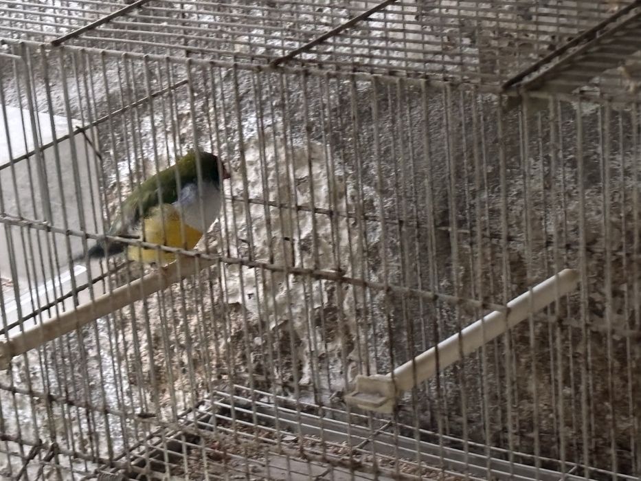 Diamante goul e gaiolas
