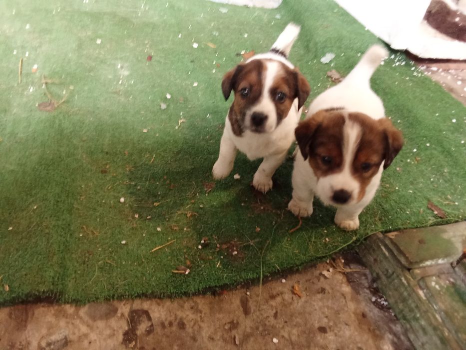 Джек Рассел тер'єр