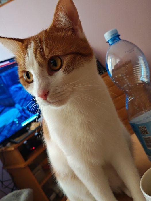 Oddam rocznego kotka w dobre ręce