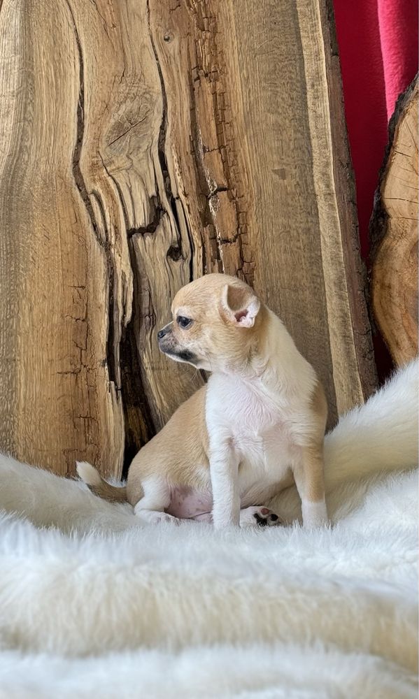 Sprzedam Przepięknego Pieska Chihuahua