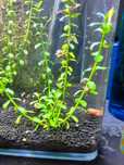 Bacopa Monnieri - Pé