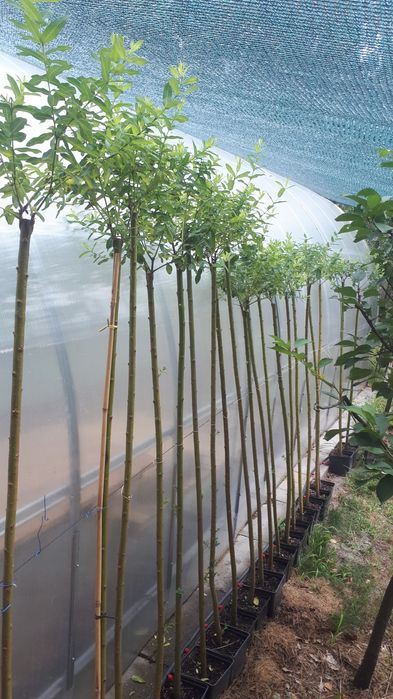 Верба штамбова Хакуро-Нішикі