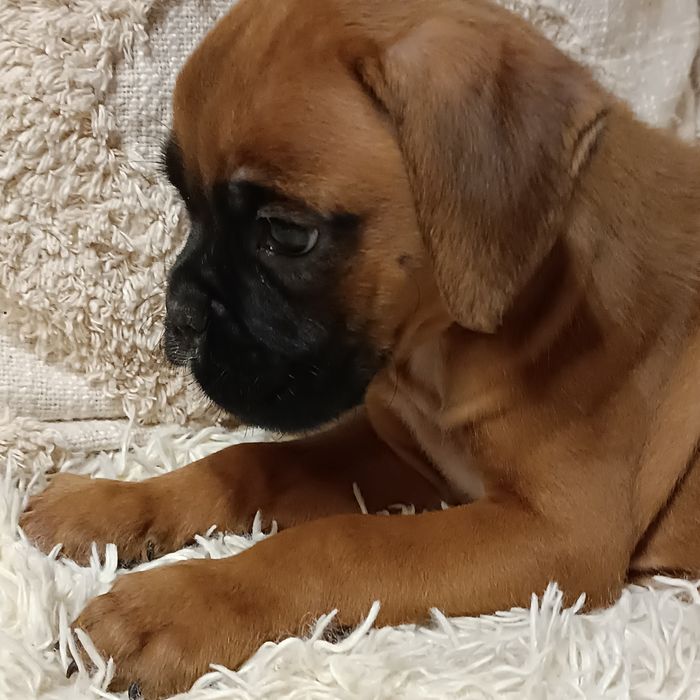 Bokser suczka szczeniak