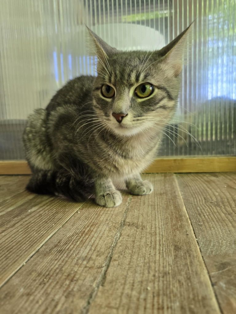 Roczny wykastrowany Silver do adopcji