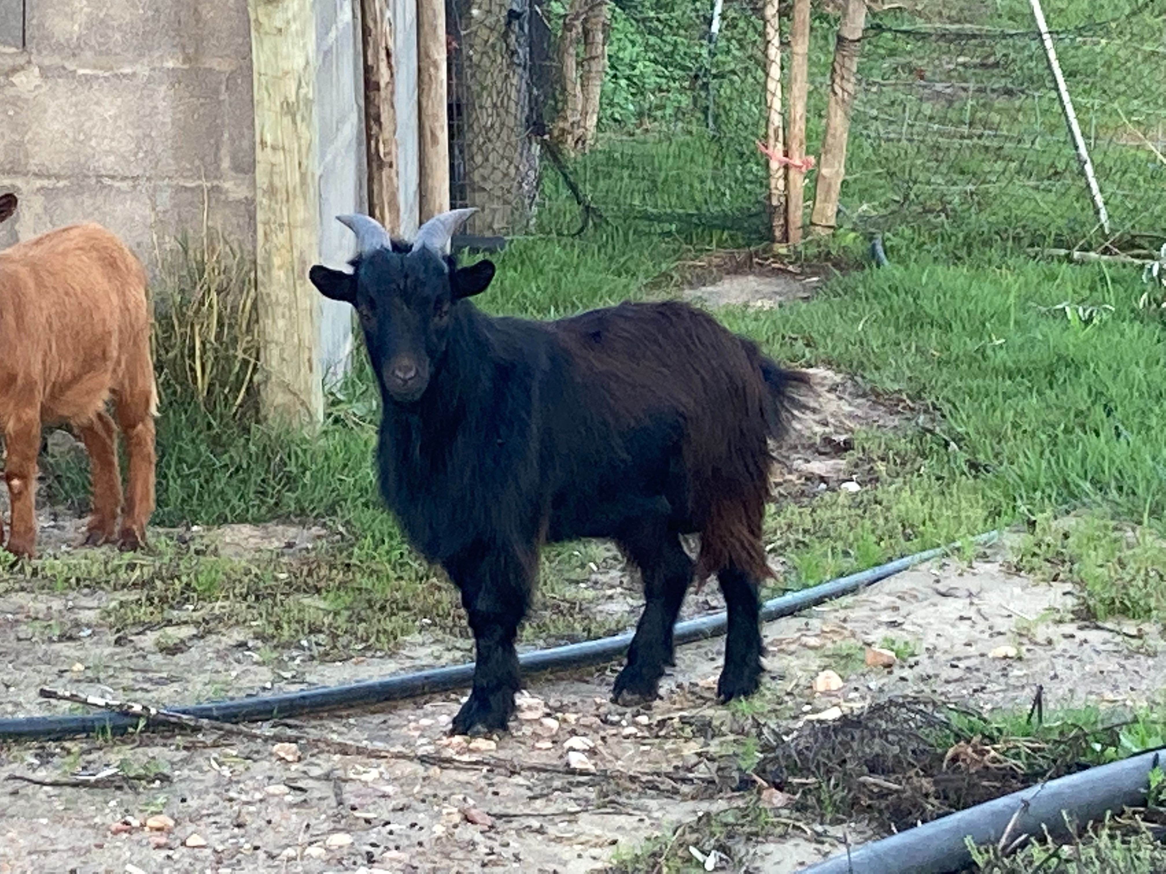 Chibo anão preto