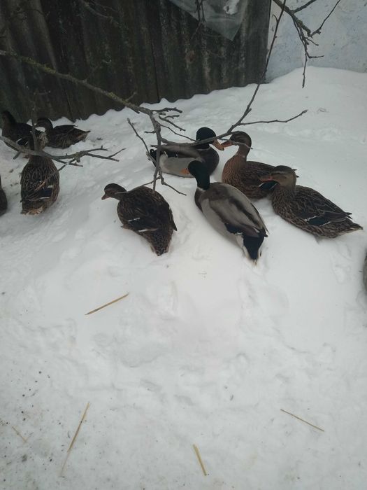 Продам качок Кряква